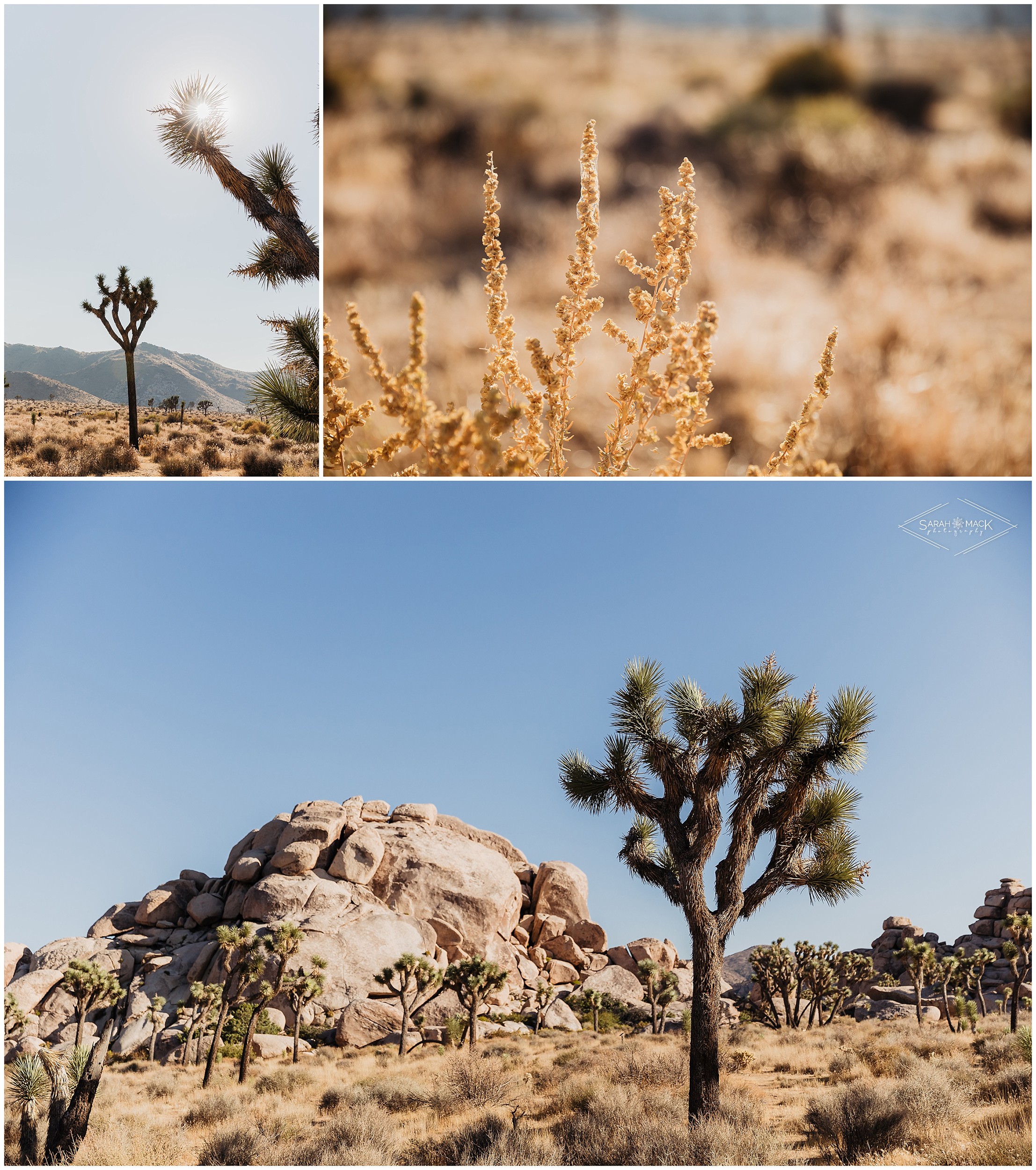 AR Joshua Tree Elopement Photography